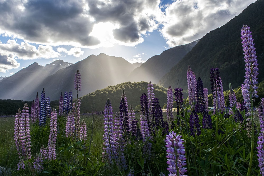 Honeymoon in New Zealand: Where Romance Meets Adventure