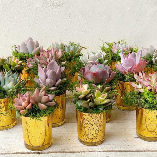 5 Succulents in Mercury Glass Pots Wedding Favors